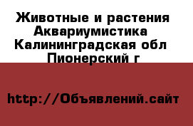 Животные и растения Аквариумистика. Калининградская обл.,Пионерский г.